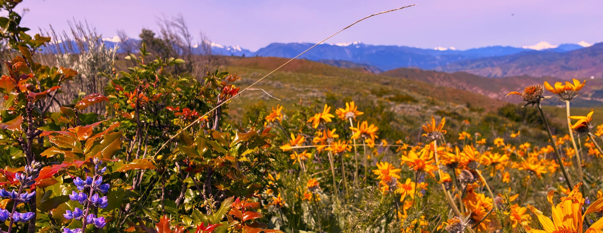 Volunteer Work Party Homestead Trail-work, October 1st, 2026